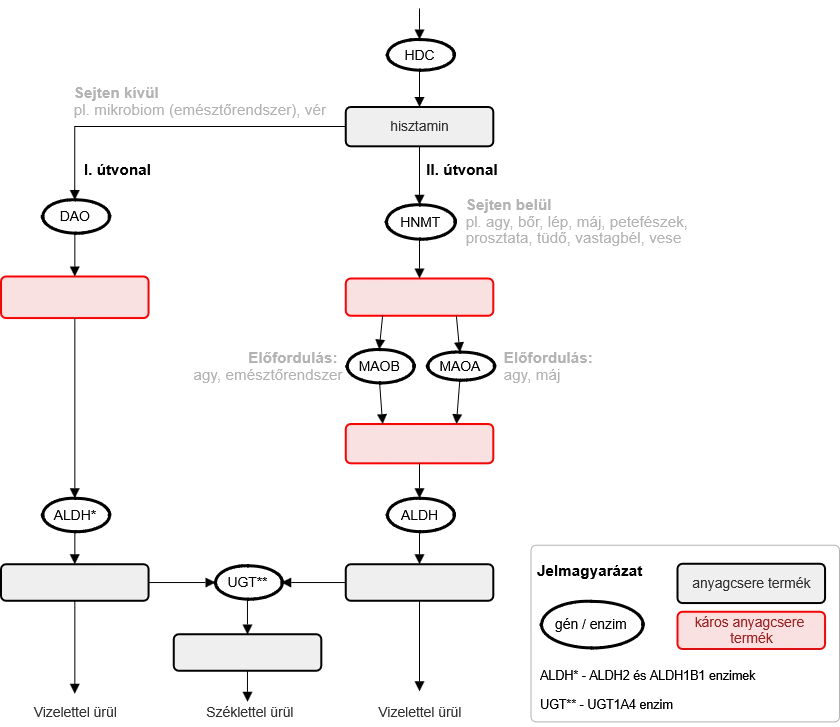 2_abra_a_hisztaminlebontas_egyszerusitett_rajza_v2