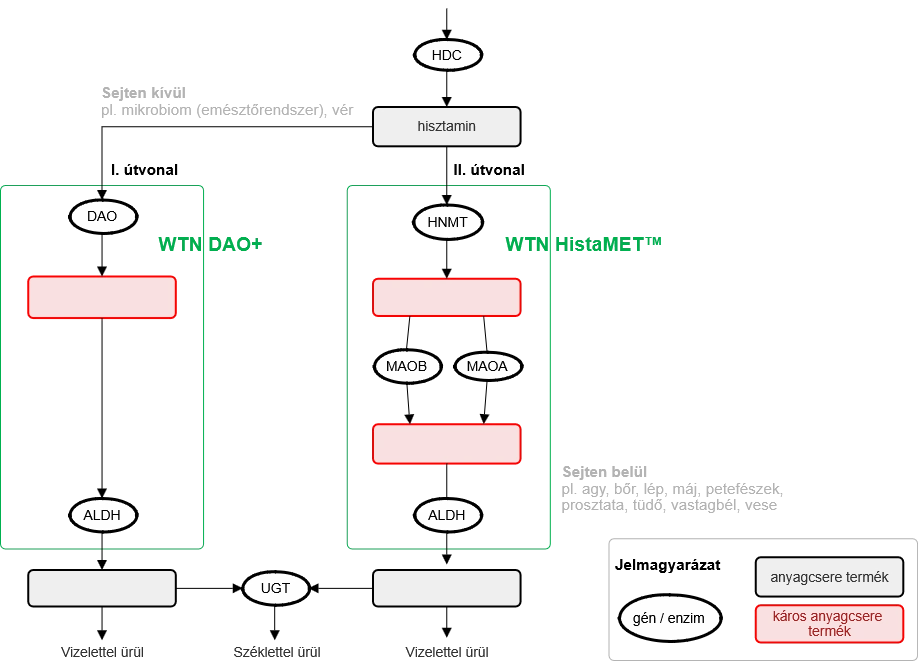 4_abra_a_hisztaminlebontast_tamogato_termekek_v2